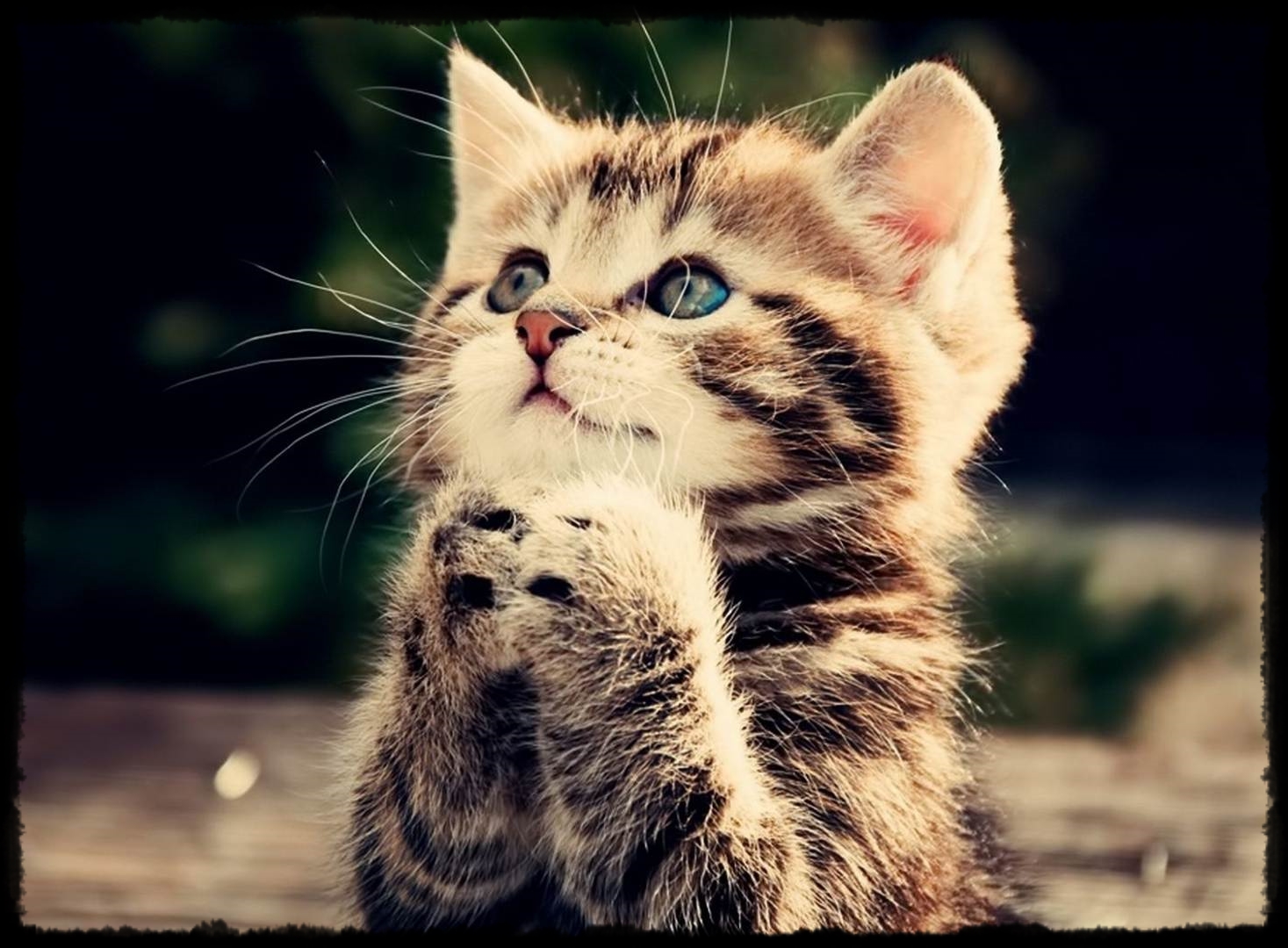 Rüyada Kedi Görmek, Neye İşaret Eder? Kadın Evreni